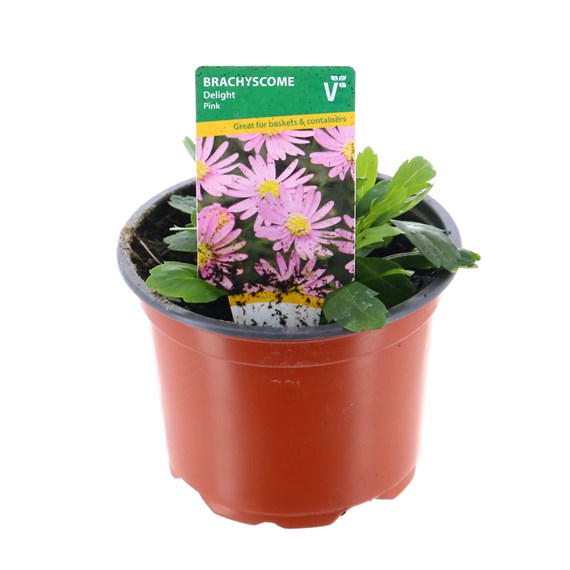Brachyscome Delight Pink 10.5cm Pot Bedding