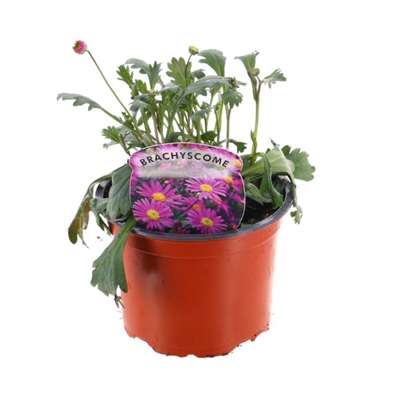 Brachyscome Mauve Delight 10.5cm Pot Bedding