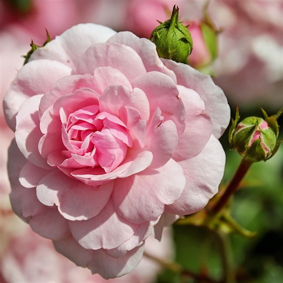 Bride and Groom Hybrid Tea Rose Bush 5.5L Pot