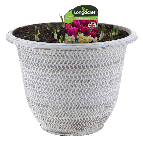 Bulb Lasagne Spring Planted Container