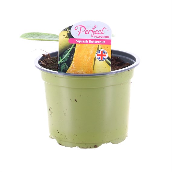 Butternut Squash 10.5cm Pot Vegetable
