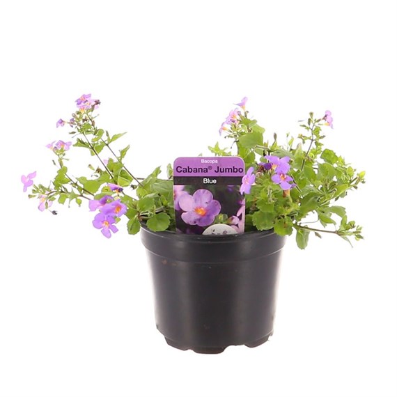 Bacopa Cabana Jumbo Blue 13cm Pot Bedding 
