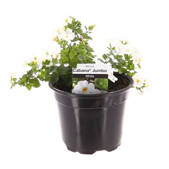 Bacopa Cabana Jumbo White 13cm Pot Bedding 