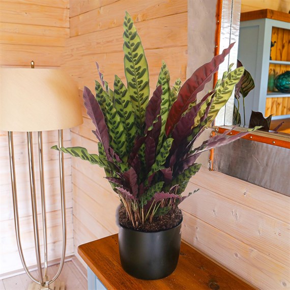 Calathea Lancifolia Houseplant