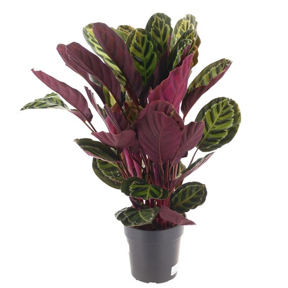 Calathea Medallion - 24cm Pot