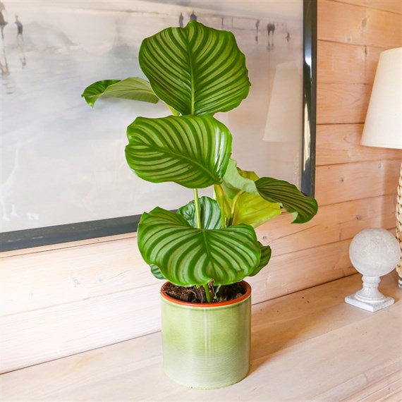 Calathea Orbifolia Houseplant