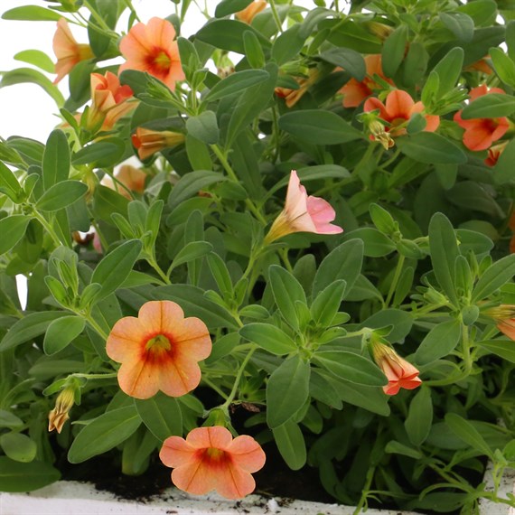 Callibrachoa Assorted Super 6 Pack Boxed Bedding