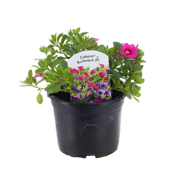 Calibrachoa Cabaret Burlesque Trio Mixed 13cm Pot Bedding