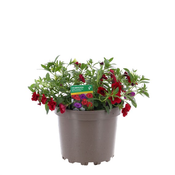 Calibrachoa Calita Trio Mixed 2L Pot Bedding