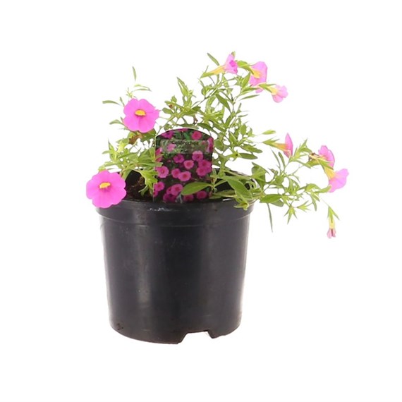 Callibrachoa Pink 13cm Pot Bedding 