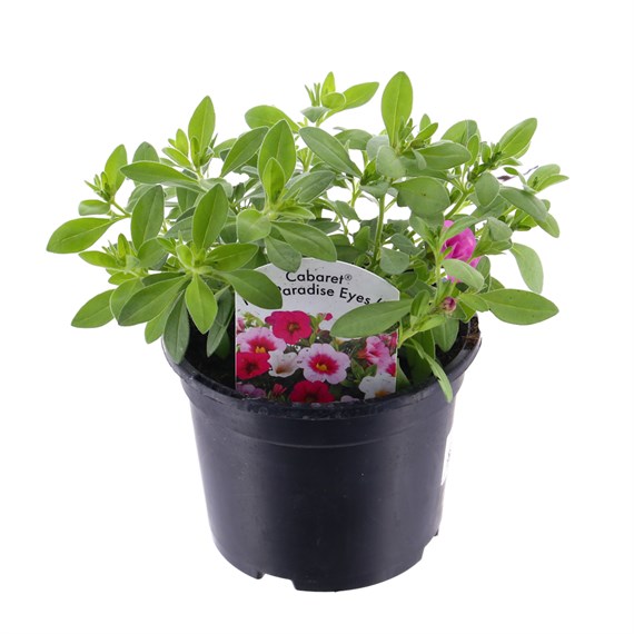 Calibrachoa Pink Paradise Eyes Trio Mixed 13cm Pot Bedding