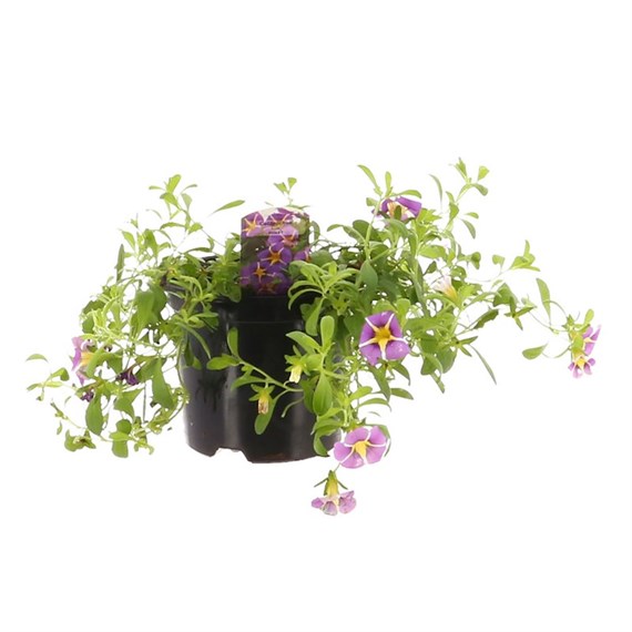 Callibrachoa Violet 13cm Pot Bedding