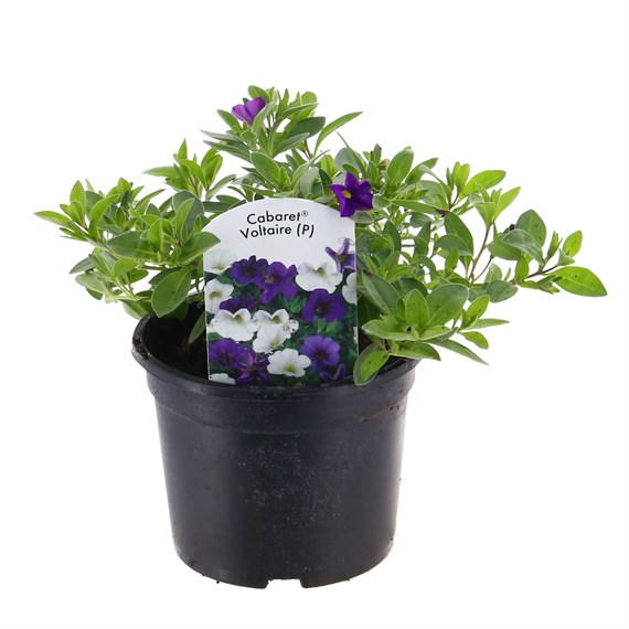 Calibrachoa Voltaire Trio Mixed 13cm Pot Bedding