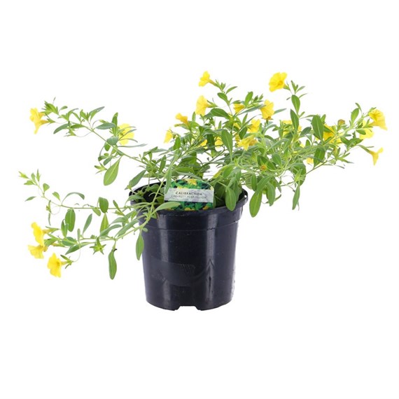 Callibrachoa Yellow 13cm Pot Bedding 