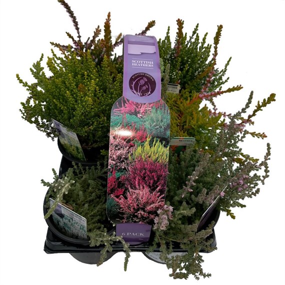 Calluna Vulgaris 6 Pack Heathers Various Colours - 6X9cm Pot