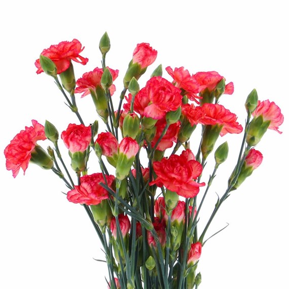 Carnation Spray (x 5 Individual Stems) - Orange