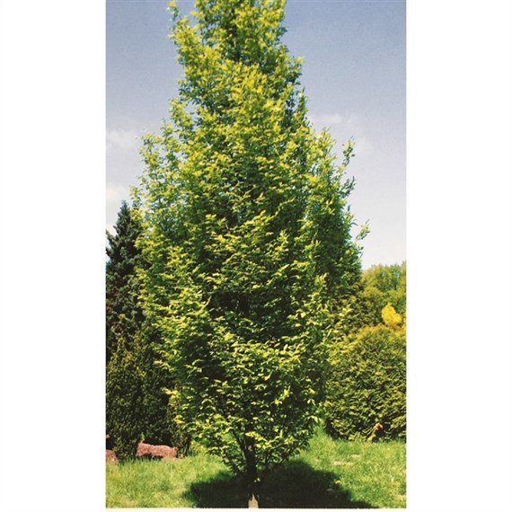 Carpinus Betulus 'Fastigiata Syn. Pyramidalis' Tree