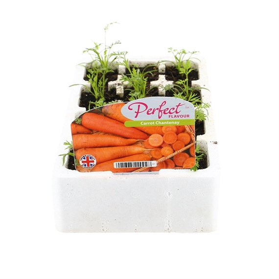 Carrot Chantenay 12 Pack Boxed Bedding Vegetables