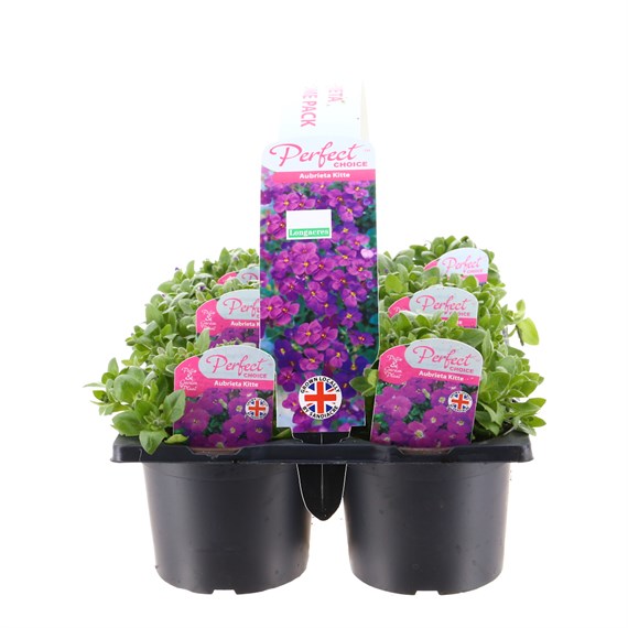 Carry Home Pack - Aubrieta Kitte - 6 x 10.5cm Pot Bedding