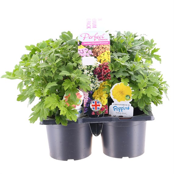 Carry Home Pack - Chrysanthemum - 6 x 10.5cm Pot Bedding