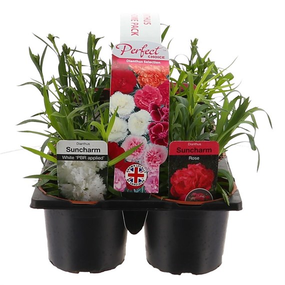 Carry Home Pack - Dianthus Collection 6 x 10.5cm Pot Bedding