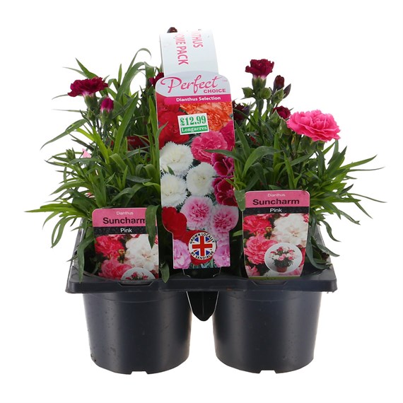 Carry Home Pack - Dianthus Suncharm Mixed - 6 x 10.5cm Pot Bedding