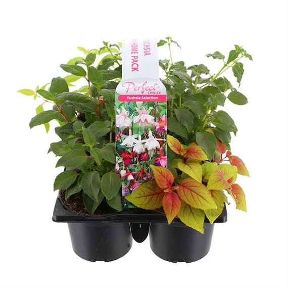 Carry Home Pack - Fuchsia - 6 x 10.5 Pot Bedding