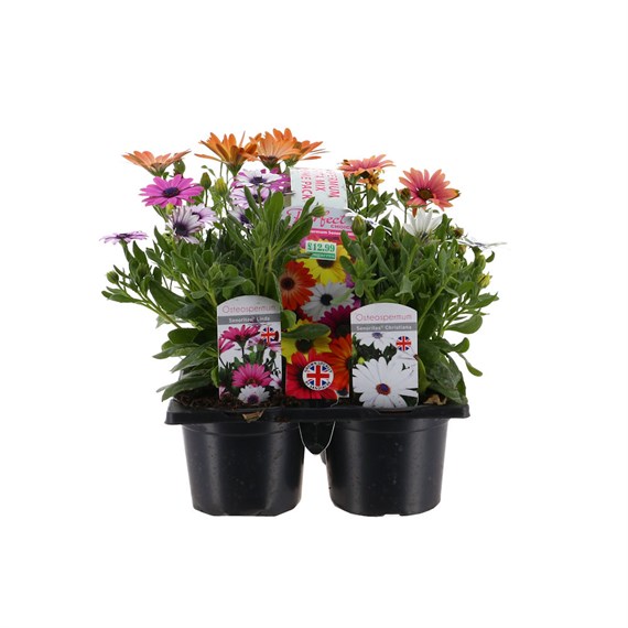 Carry Home Pack - Osteospermum Collection - 6 x 10.5cm Pot Bedding