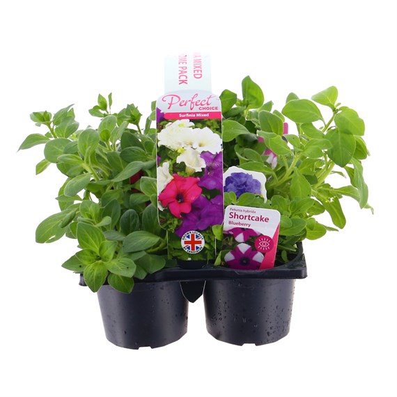 Carry Home Pack - Surfinia Mixed - 6 x 10.5cm Pot Bedding