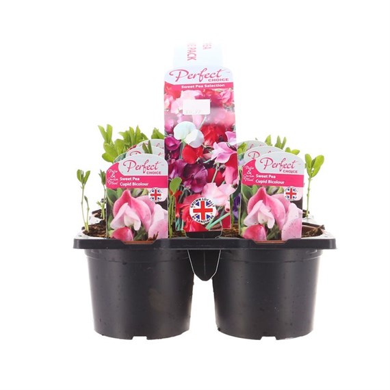 Carry Home Pack - Sweet Pea - 6 x 10.5cm Pot Bedding