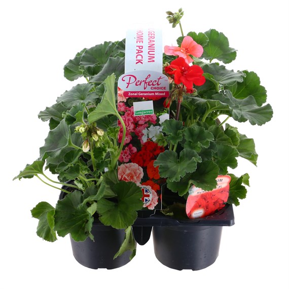 Carry Home Pack - Zonal Geranium - 6 x 10.5cm Pot Bedding