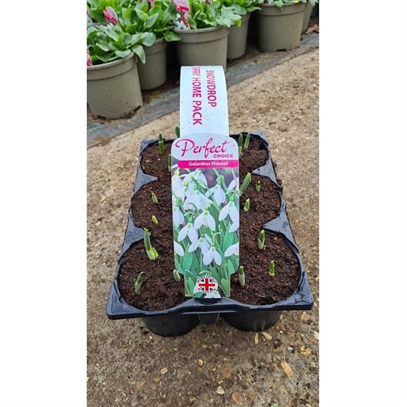 Carry Home Pack - Snowdrops Elwesii - 6 x 10.5cm Pot Bedding 
