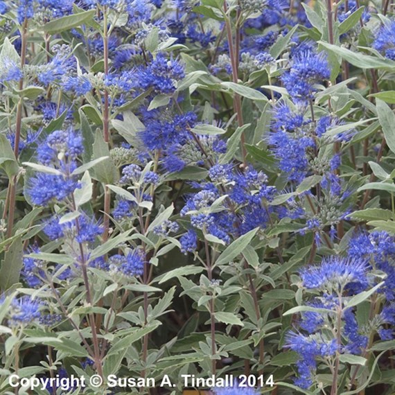 Caryopteris cland.Dark Knight Perennial Plant 2L Pot - Set of 3