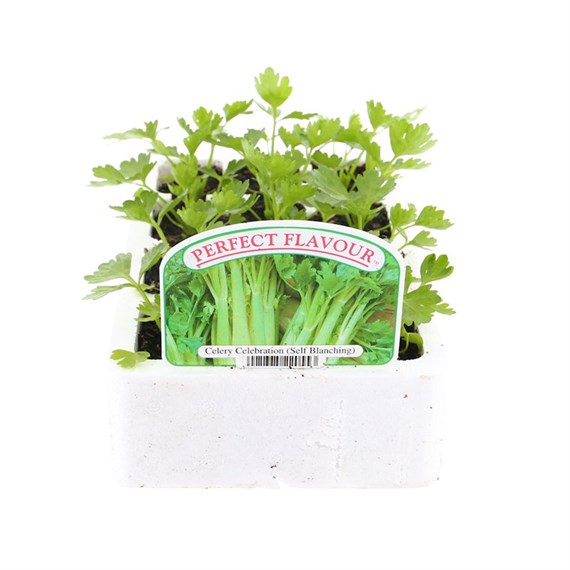 Celery Celebration 12 Pack Boxed Vegetables