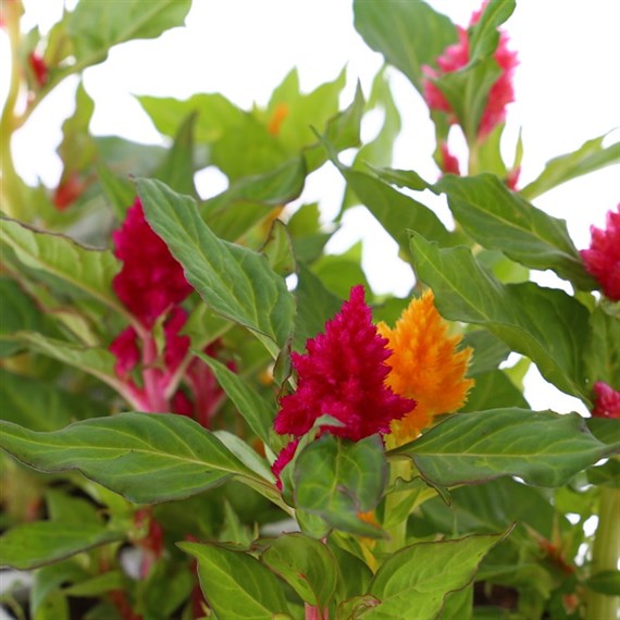 Celosia Kimono Mixed 6 Pack Boxed Bedding