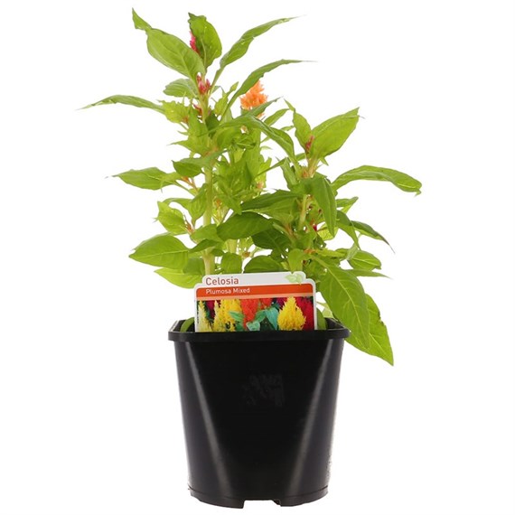 Celosia Mixed Colours 2L Pot Bedding