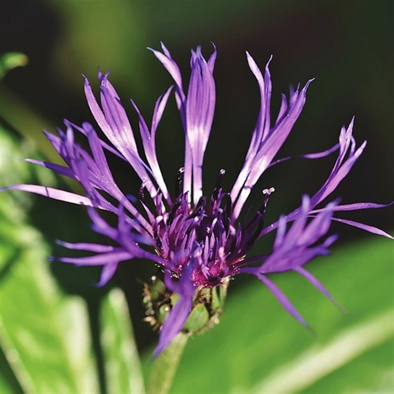 Centaurea Amethyst Dream Perennial Plant 2L - Set of 3