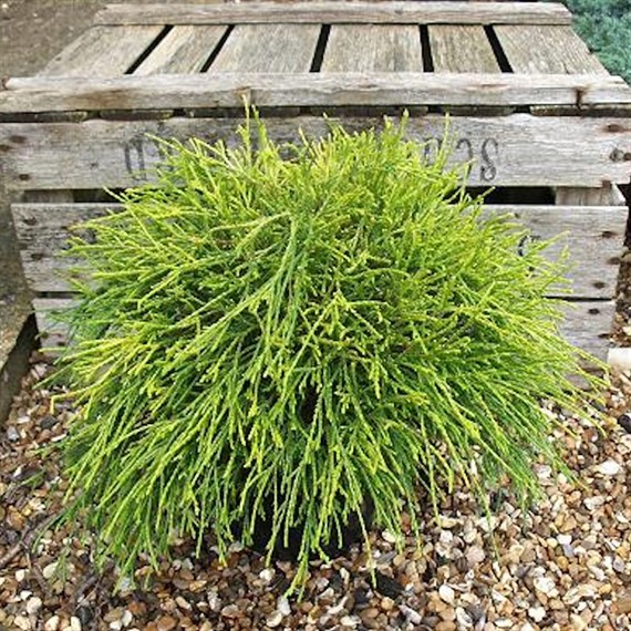 Chamaecyparis 'Sungold' - 4L Pot