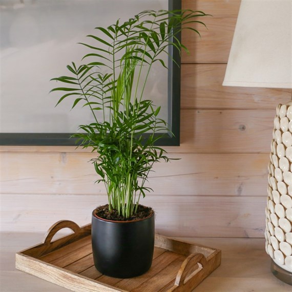 Chamaedorea Elegans Parlour Palm Houseplant - 12cm Pot