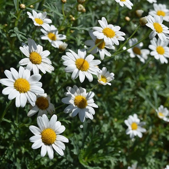 Herbs Plant 1L - Set of 4 - Chamomile