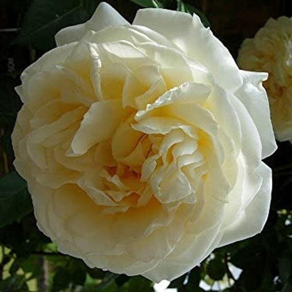 Champagne Moment Floribunda Rose - 5.5L