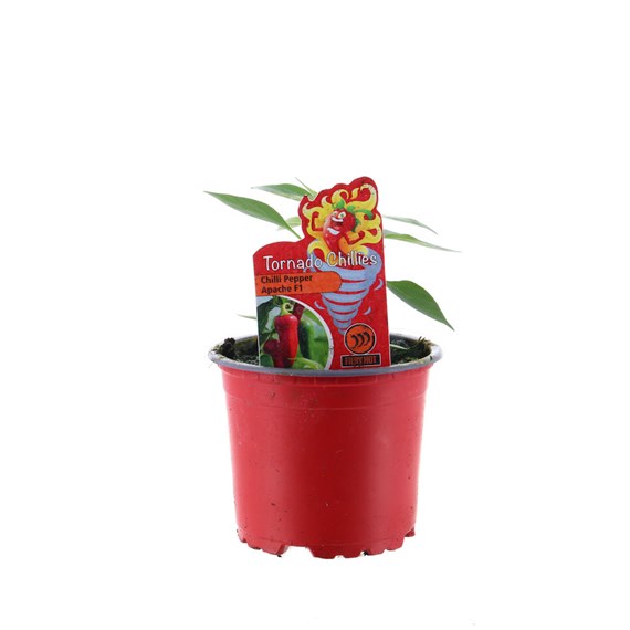 Chilli Pepper Apache 10.5cm Pot Vegetable