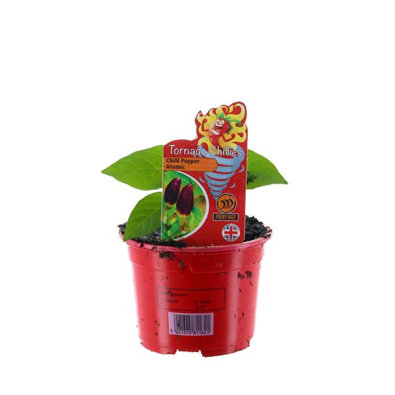 Chilli Pepper Atomic 10.5cm Pot Vegetable