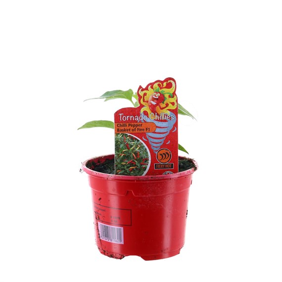 Chilli Pepper Basket of Fire 10.5cm Pot Vegetable