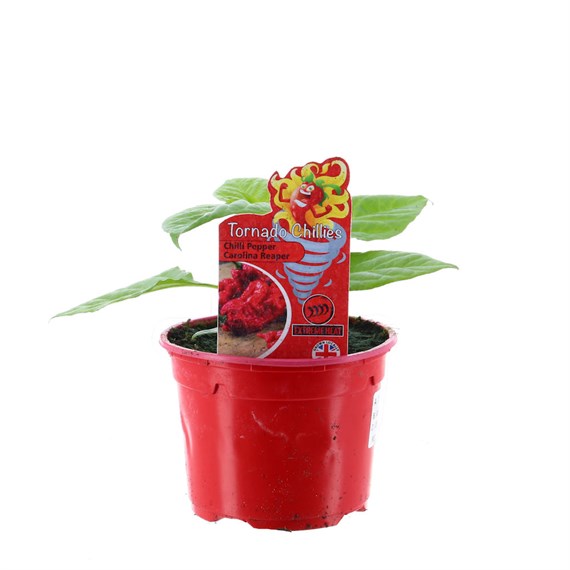Chilli Pepper Carolina Reaper 10.5cm Pot Vegetable