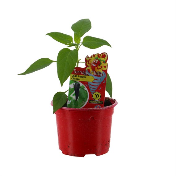 Chilli Pepper Chezno 10.5cm Pot Vegetable