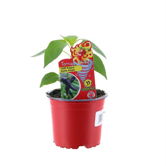 Chilli Pepper Gusto Purple 10.5cm Pot Vegetable