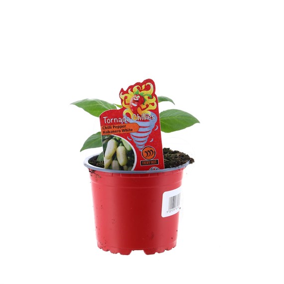 Chilli Pepper Habenero White 10.5cm Pot Vegetable