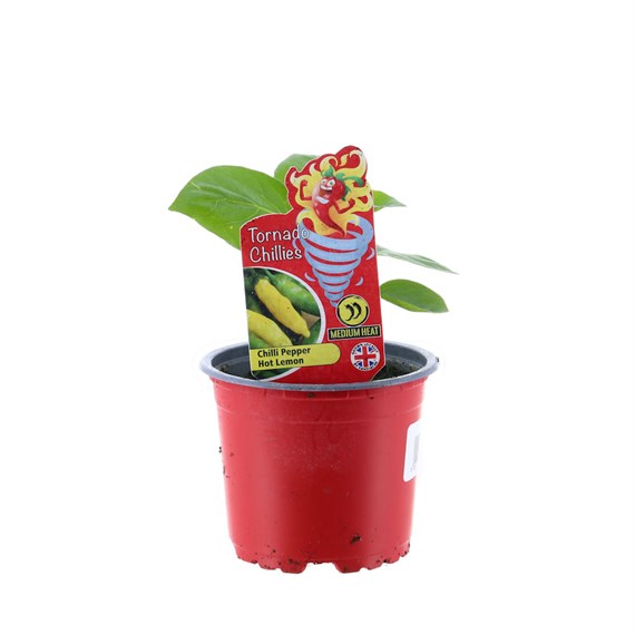 Chilli Pepper Hot Lemon 10.5cm Pot Vegetable