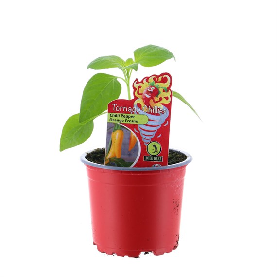 Chilli Pepper Orange Fresno 10.5cm Pot Vegetable